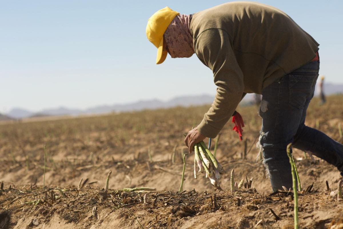 Inaugura Gobierno de Sonora VI Summit Internacional de Espárrago en Caborca